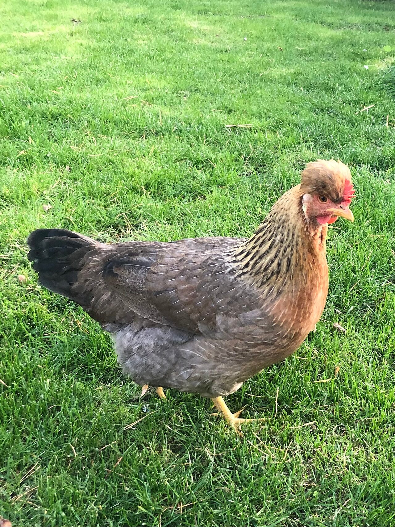 Cream Legbar - poule pondeuse aux œufs bleus